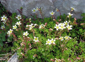 Saxifraga pubescens